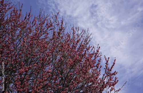 Japanese apricot