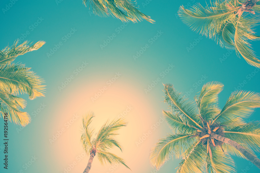 Palm trees on clear sunny sky filtered with retro vintage style photo effect