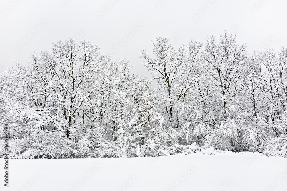 Trees and thickets covered with freshly fallen snow. 