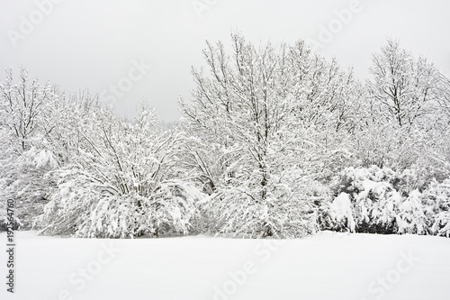 Snow. Trees and thickets covered with freshly fallen snow. 