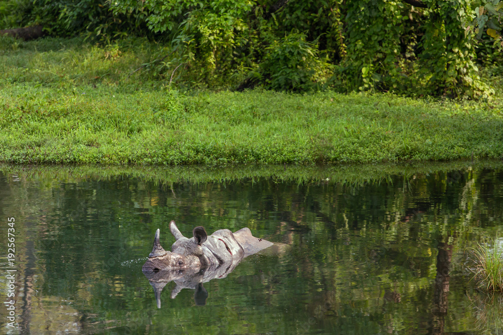 Naklejka premium Wild rhino bathing in the river in Jaldapara National Park, Assam state, North East India