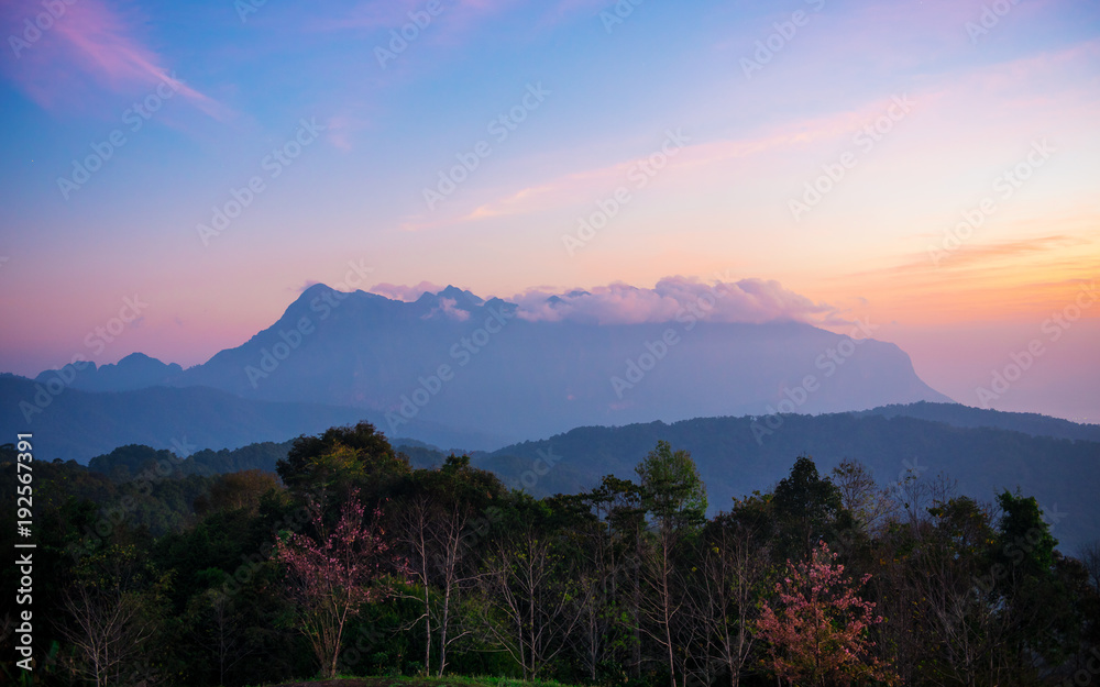 Mountain and forest foreground with twilight sky