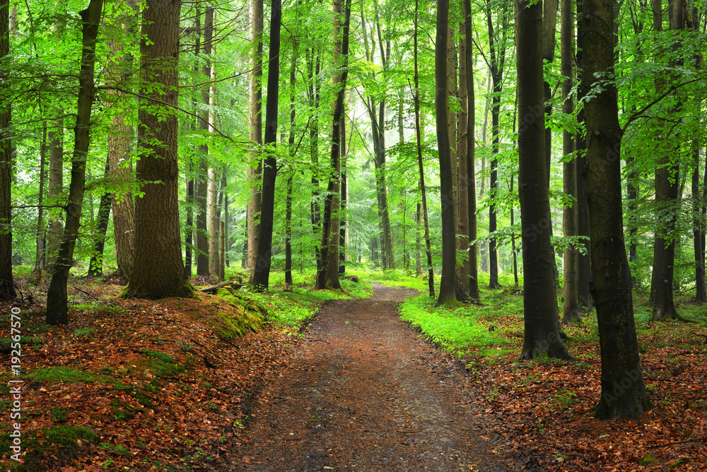 Obraz premium Ścieżka przez zielony bukowy las z mgłą, Herford, Niemcy