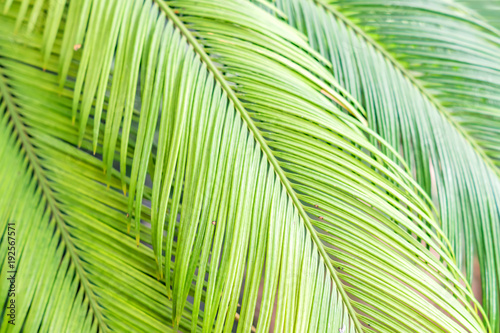 palm leaves background