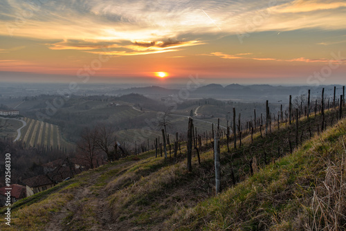 A vineyard called Friuli. Rosazzo at sunset.