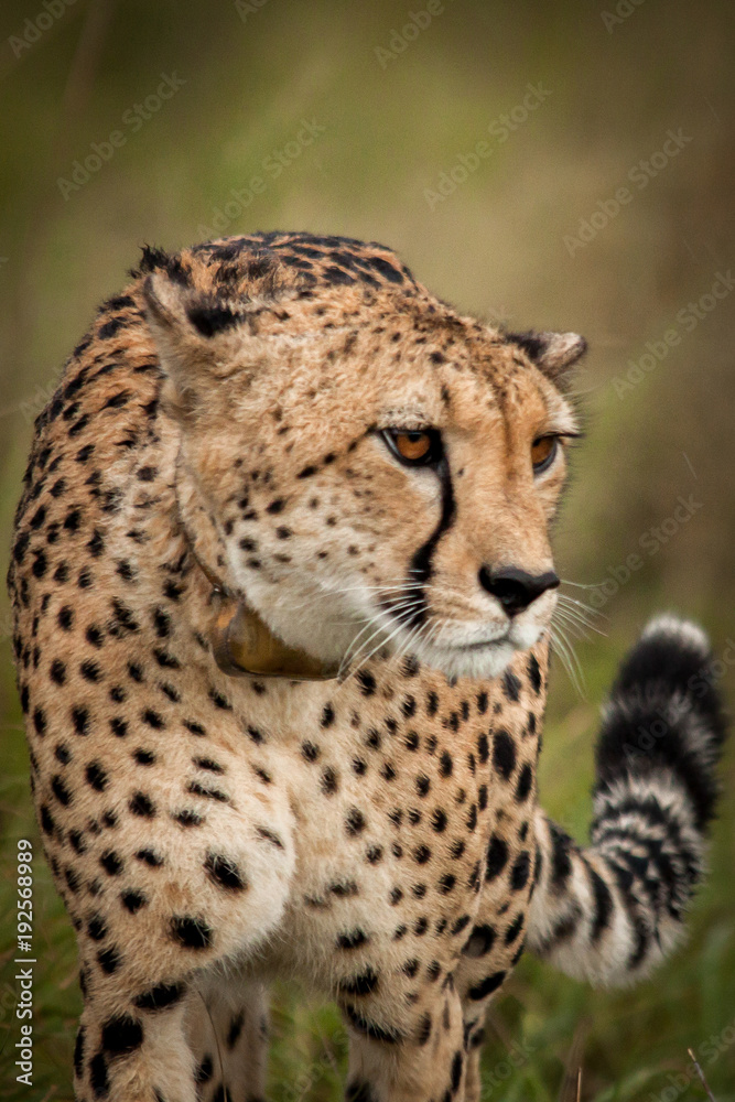 The Elusive Cheetah The Elusive Cheetah