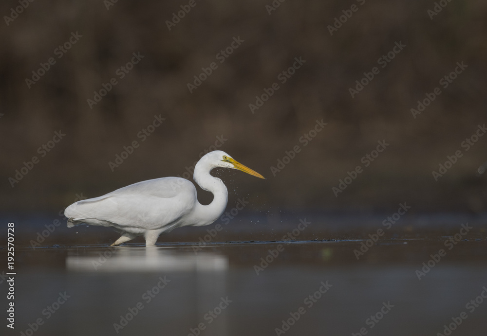 The Great White Egret The Great White Egret