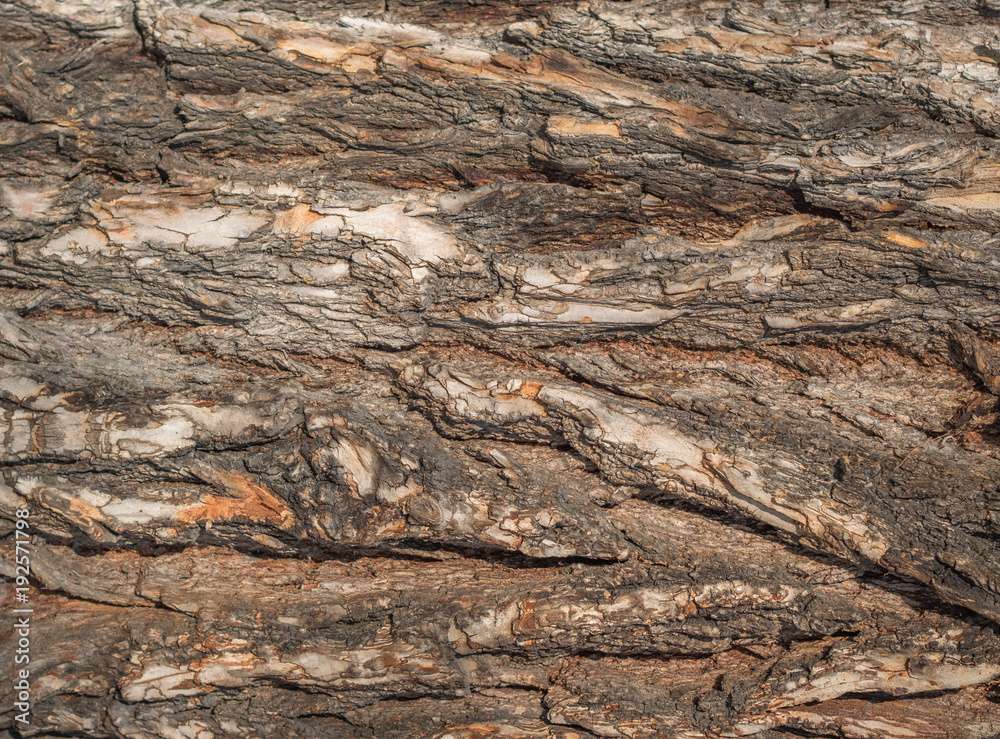 bark of an old tree bark of an old tree