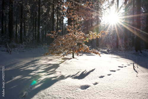 Winterlandschaft mit Sonne scheint durch die Bäume, Spuren im Schnee 3