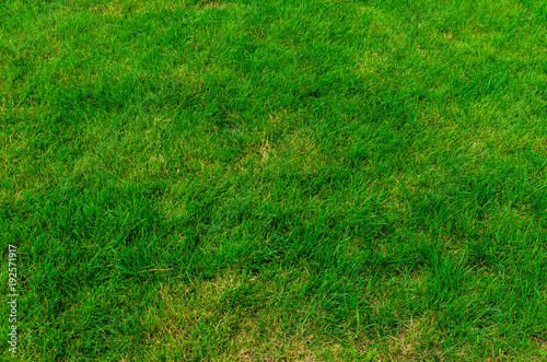 Background of the green grass