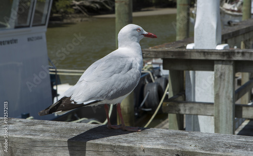 Warkworth New Zealand photo