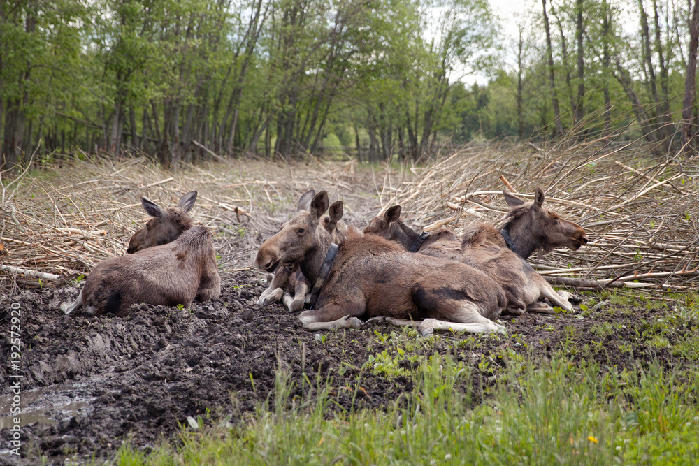 Obraz premium несколько лосей отдыхает в лесу