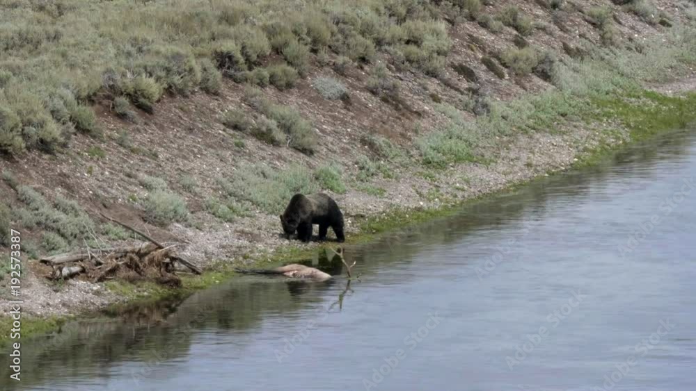 a grizzly bear shakes its wet fur in yellowstone national park, usa a grizzly bear shakes its wet fur in yellowstone national park, usa