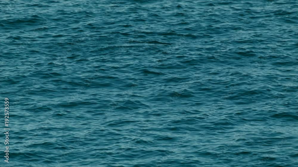 Cormorant Bird Diving For Fish Cormorant Bird Diving For Fish