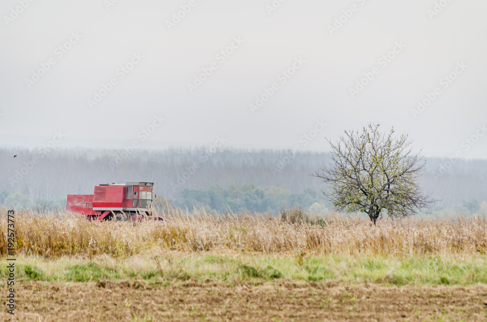 Fototapeta premium Harvester machine to harvest wheat field working