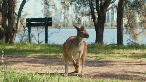 Kangaroo Standing Near a River