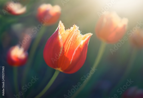 Flower Tulip flowering against a background of flowers. Spring flowers.