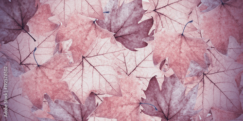 fondo de hojas secas photo