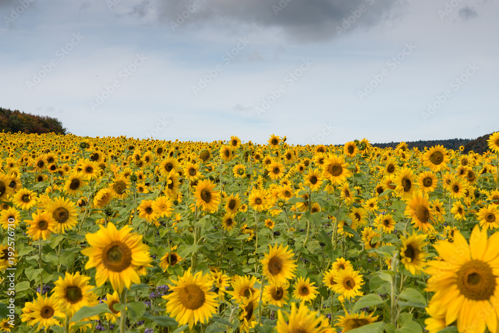 Obraz premium Sonnenblumen