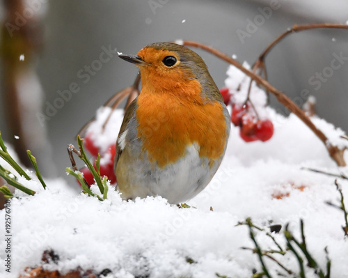 Rotkehlchen im Schnee © MEISTERFOTO