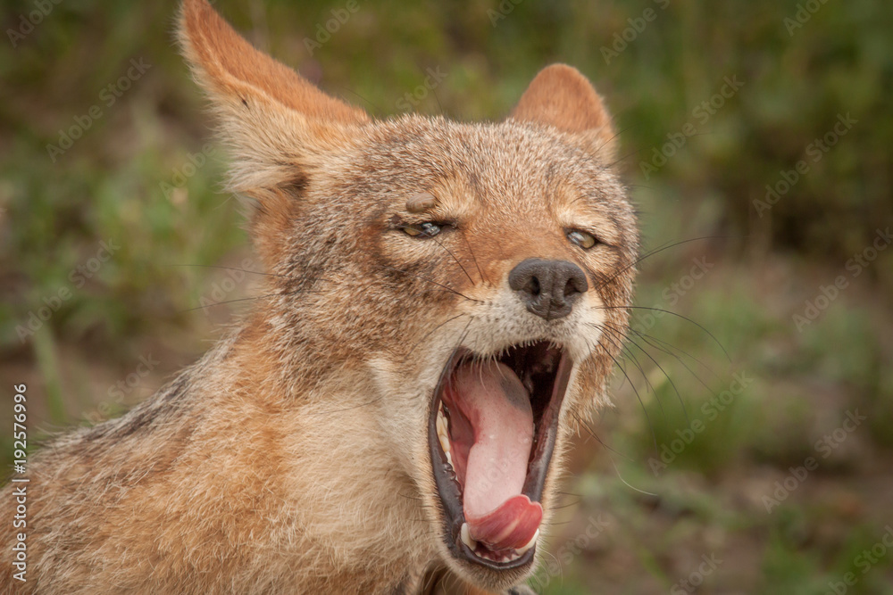 Obraz premium Black Backed Jackal