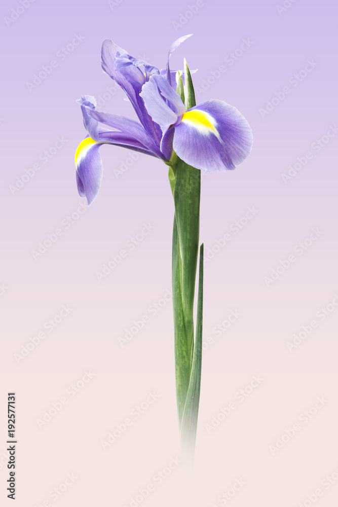 iris morado  en fondo morado