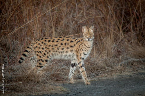 Serval and his spots