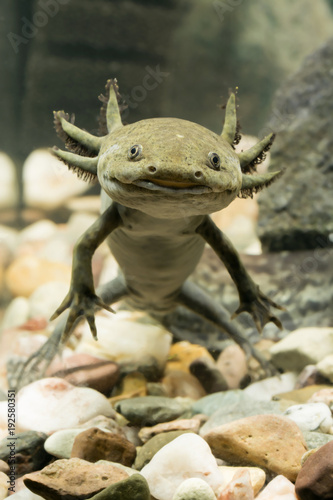 Axolotl Mexican in aquarium.