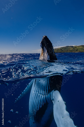 baleine mi eau mi air photo