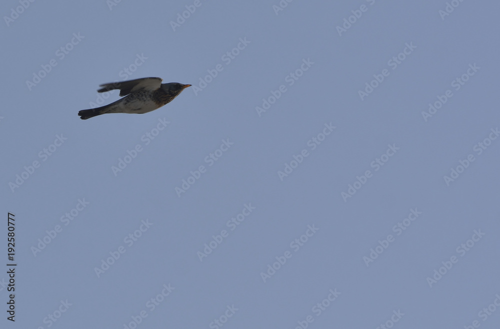 Obraz premium Naumann's Thrush (Turdus naumanni)