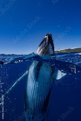 baleine mi eau mi air photo