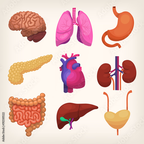 Main human body organs. Accurate anatomical  illustrations of body insides.   