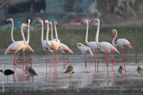 Flock of Greater Flamingos  Phoenicopterus roseus  Ujjani Dam backwaters  Bhigwan  Maharashtra