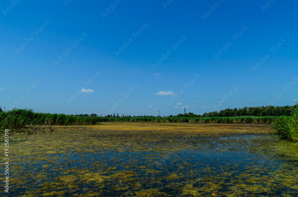 Fototapeta premium Green algae on surface of the lake