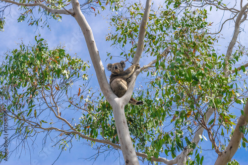 koala bär