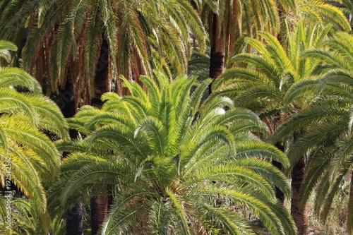 Green palm tree top texture background