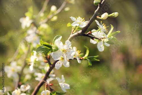 spring time blossoming fruit tree