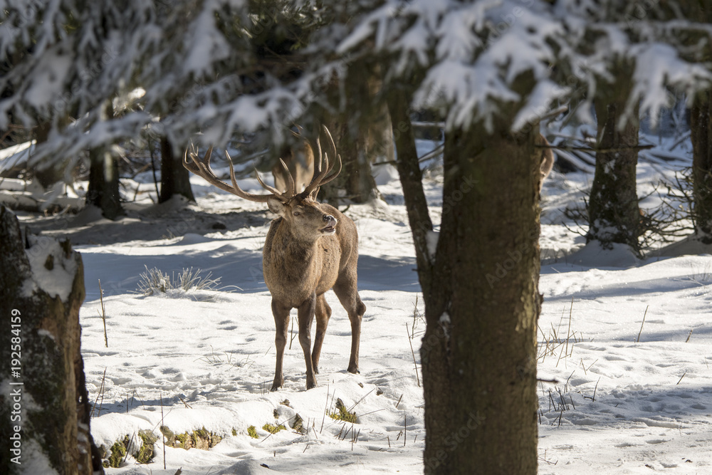 Fototapeta premium Rothirsch flehmen