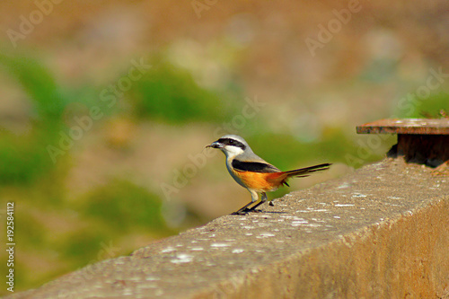 Photography Long tail Shrike, Lanius schach eating