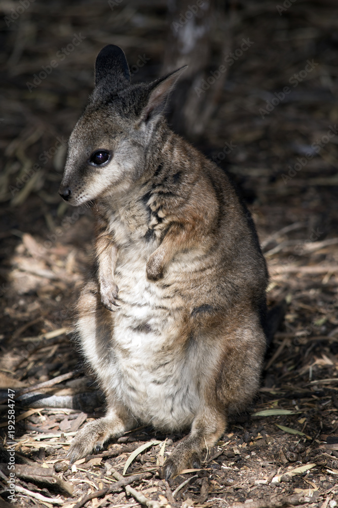 a tammar wallaby a tammar wallaby