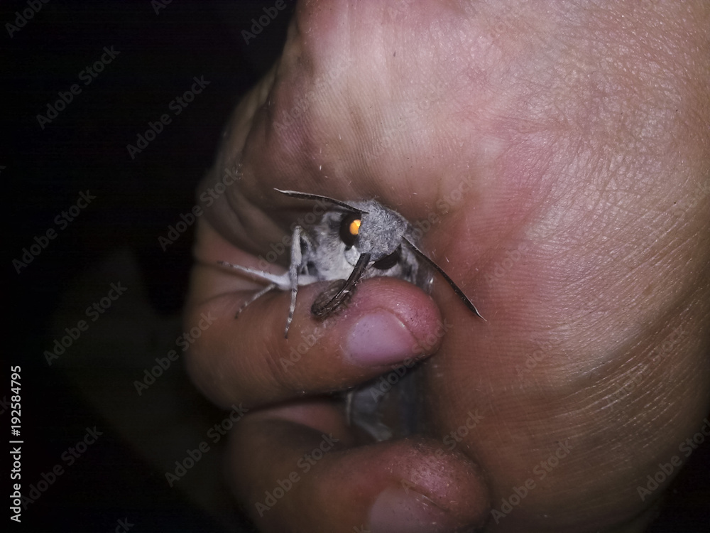 Obraz premium Butterfly is a brave man in the hand.