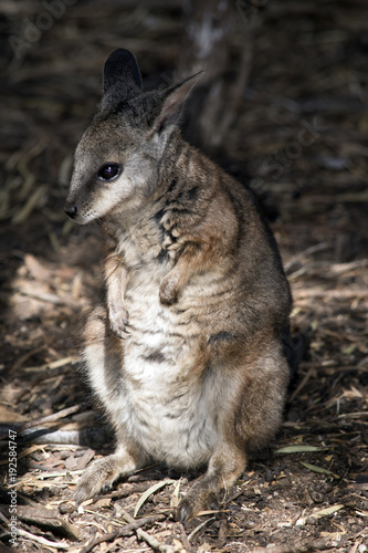 a tammar wallaby