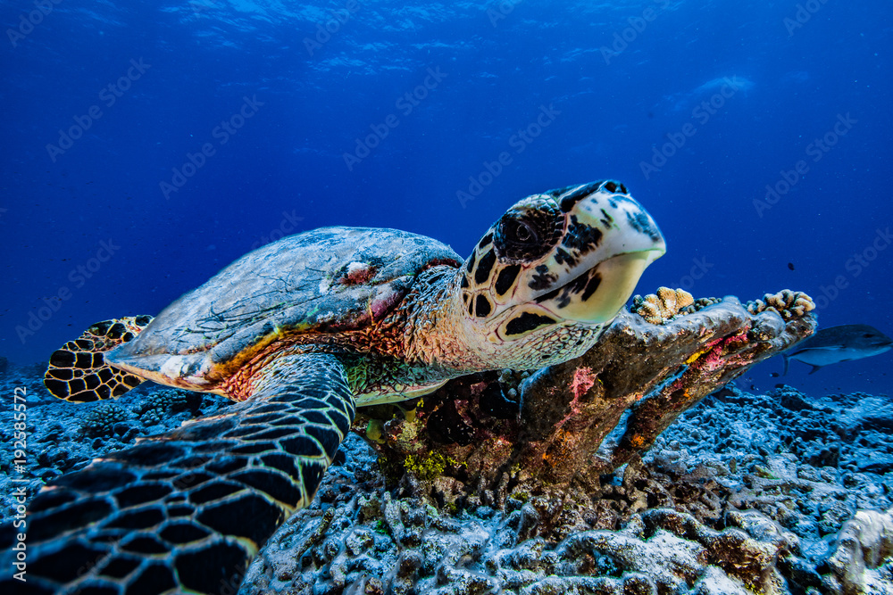 Fototapeta premium tortue de polynésie