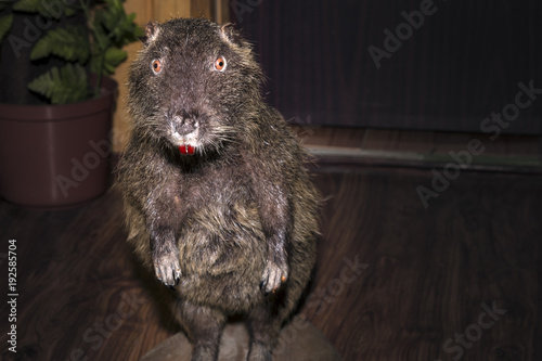 nutria on a stand in the house, closeup image