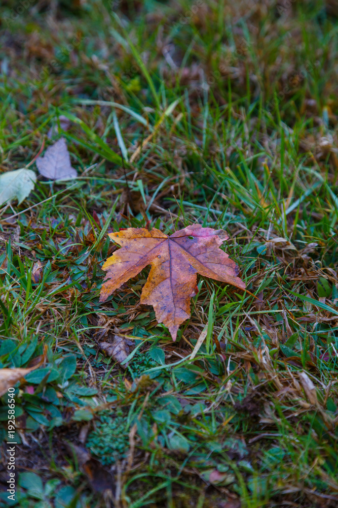 Leaf of maple on the ground