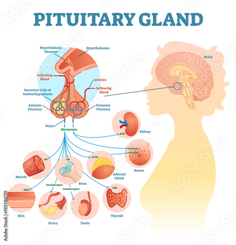 Pituitary gland anatomical vector illustration diagram, educational medical scheme  photo