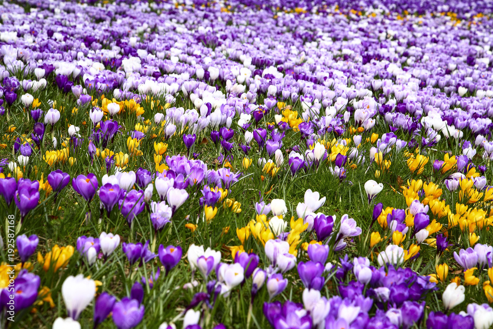 Close up of spring crocuses blooming in a park Close up of spring crocuses blooming in a park