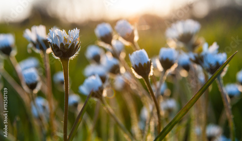 Close-up on springtime daisy flowers in a meadow at sunset