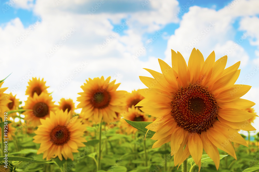 Obraz premium Sunflower on the field