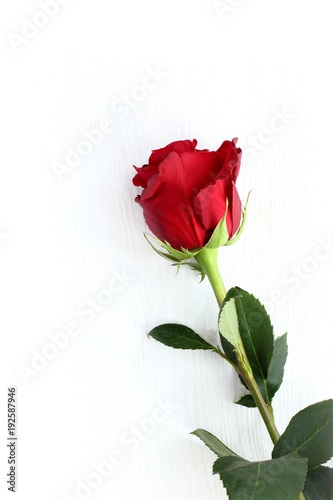 one rose on a table/ long stem with green leaves and red flower on light wooden surface